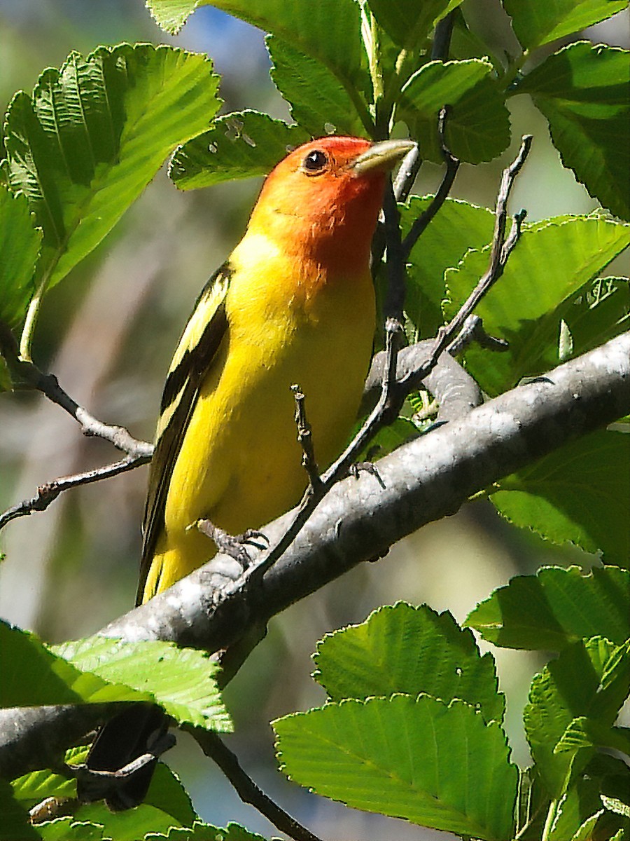 Western Tanager - ML338751251