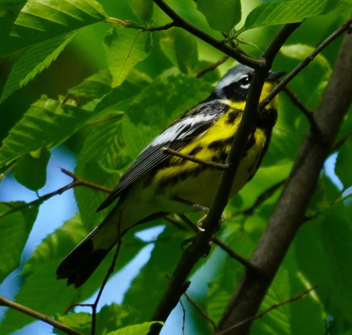 Magnolia Warbler - ML338754281