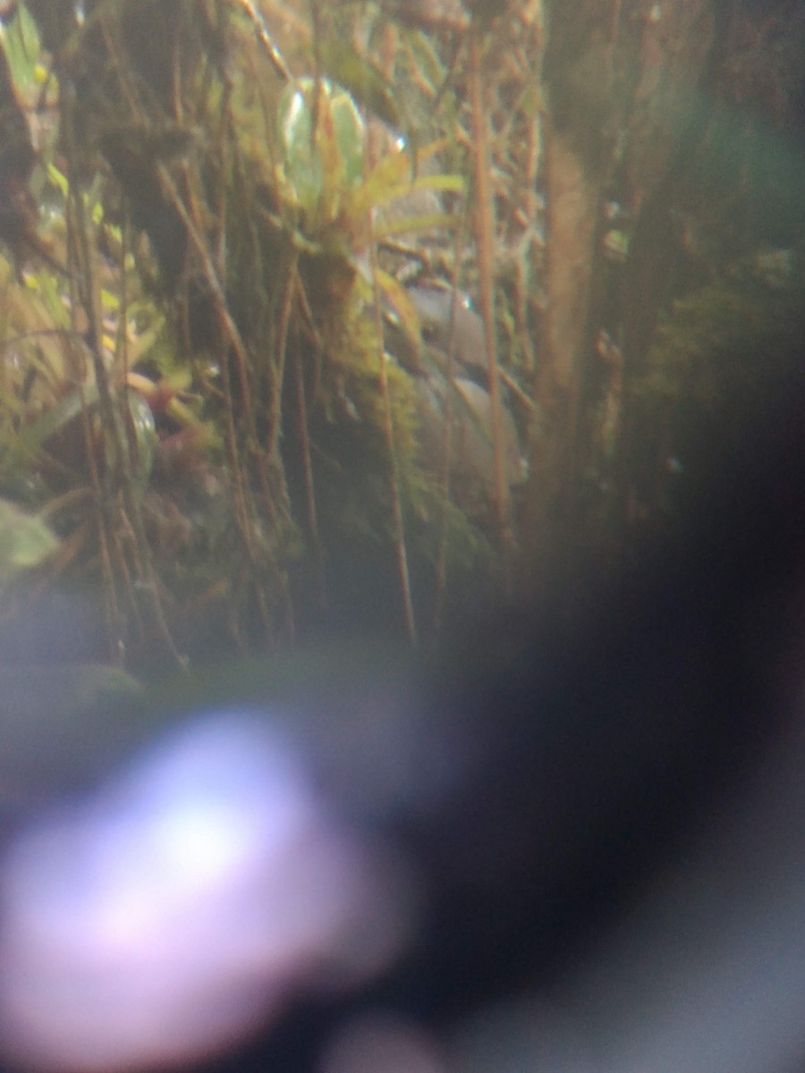 quail-dove sp. - Andrés Felipe Sierra Ricaurte