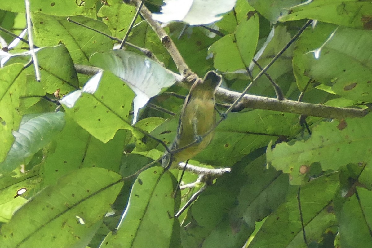 Yellow-throated Antwren - ML338755911