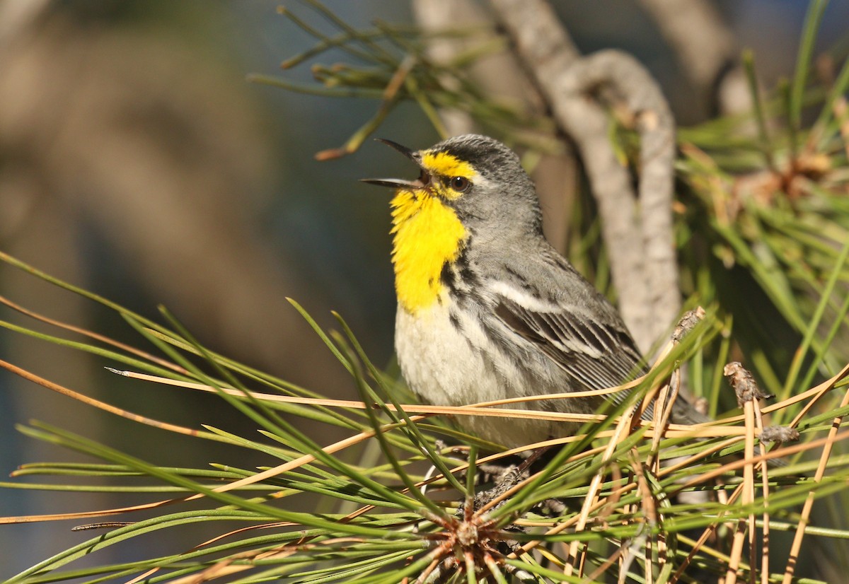 Grace's Warbler - ML338756791