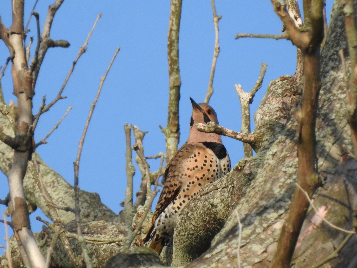 Northern Flicker - ML338757061