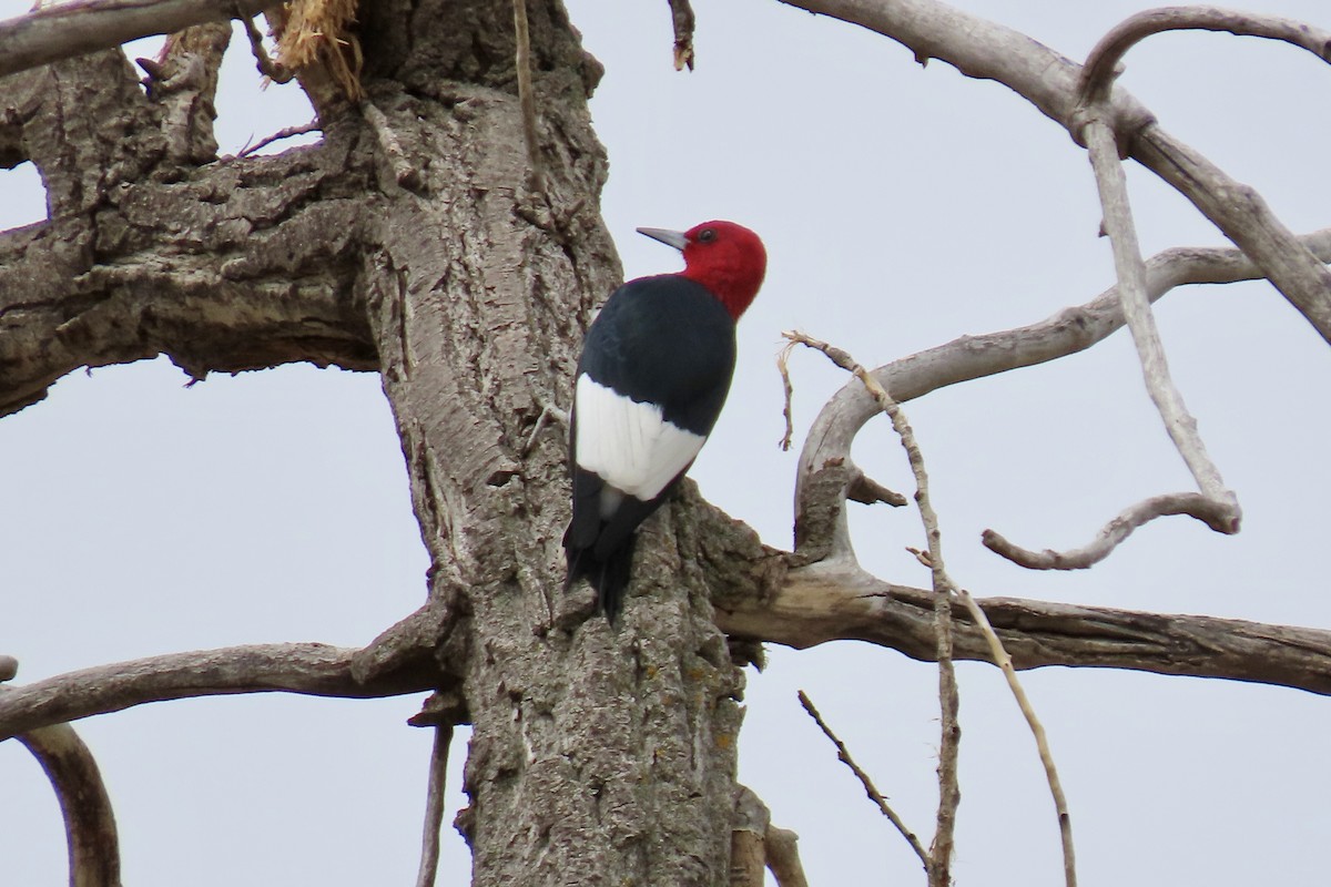 Red-headed Woodpecker - ML338757221