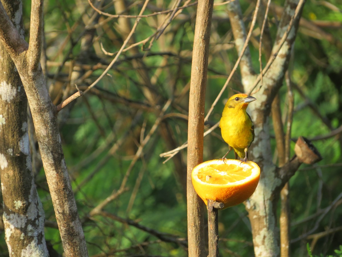 Flame-colored Tanager - Carter Crouch