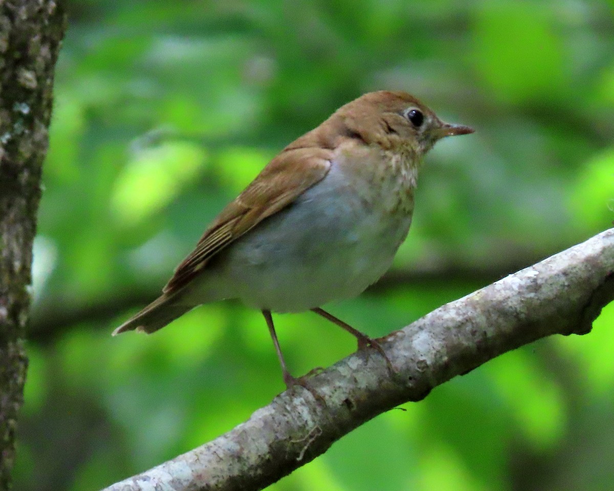 Veery - ML338759171