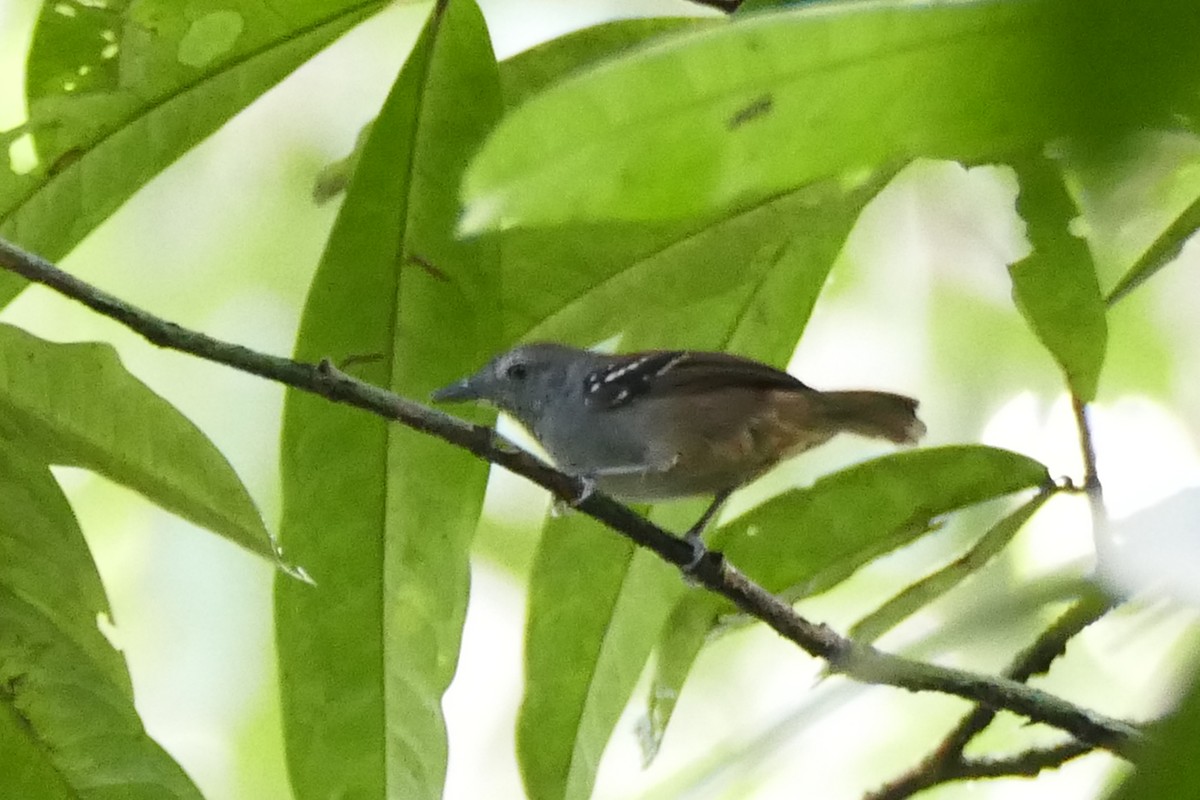 Rufous-tailed Stipplethroat - Peter Kaestner