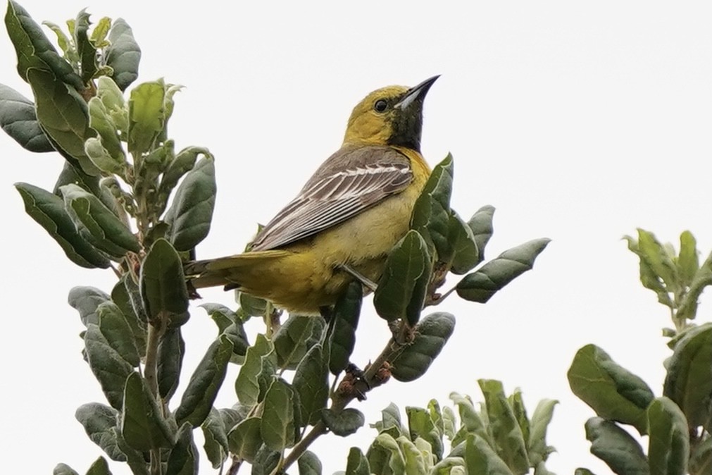 Hooded Oriole - ML338760791