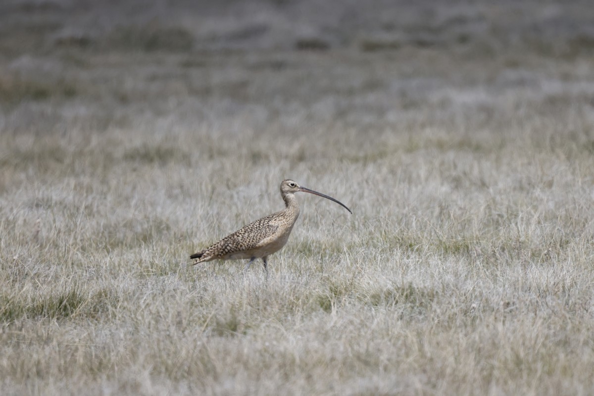 Long-billed Curlew - ML338762971