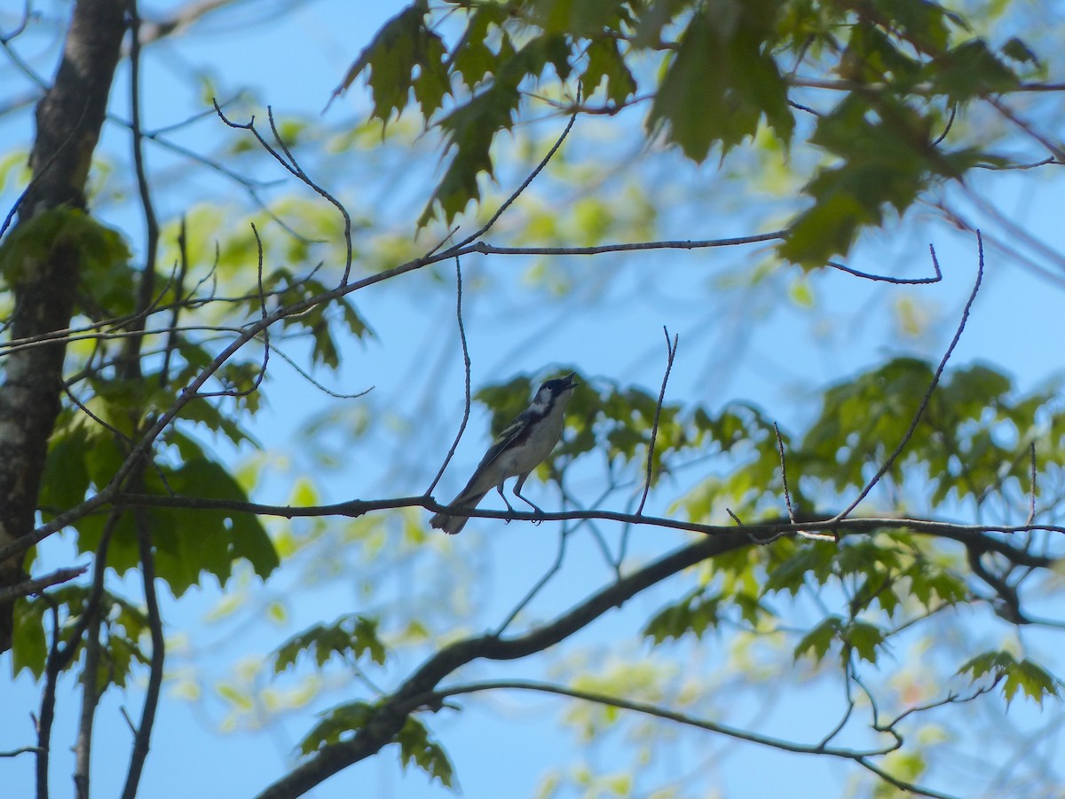 Chestnut-sided Warbler - Jim Guion