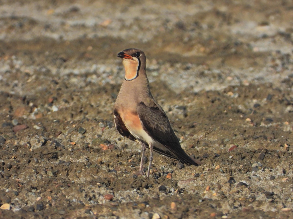 Oriental Pratincole - ML338763751