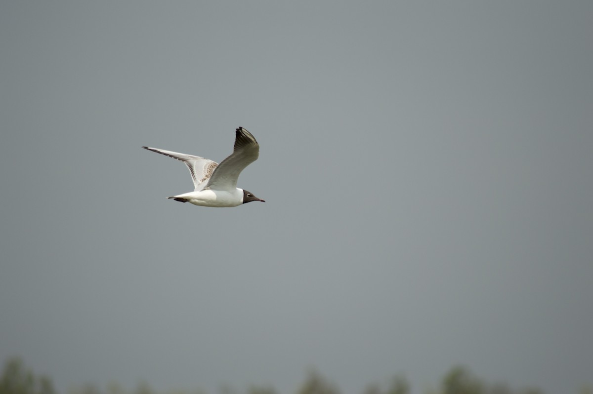 Black-headed Gull - Pam Pickersgill