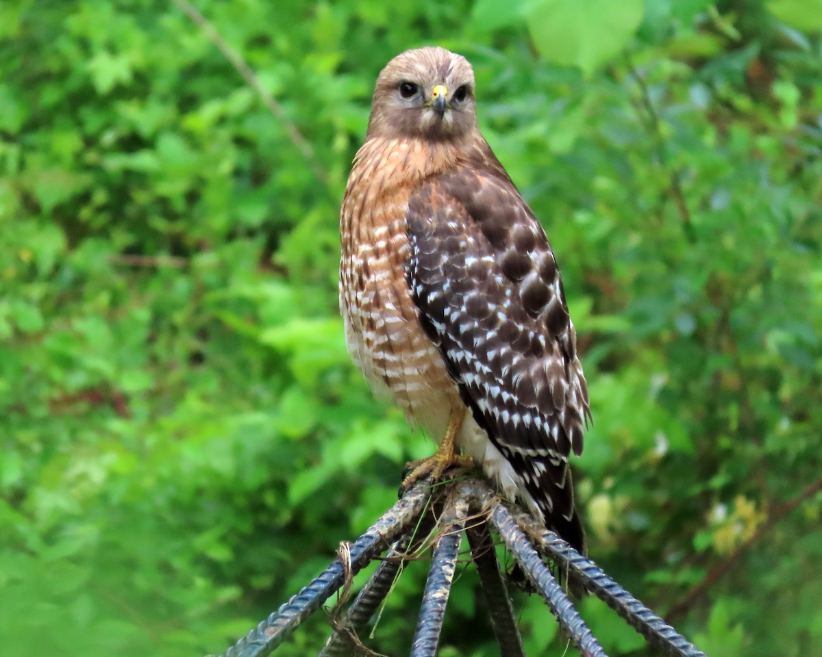 Red-shouldered Hawk - Karen Hogan