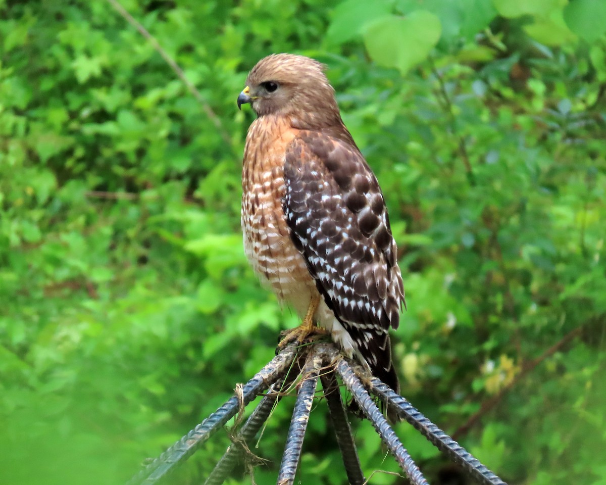 Red-shouldered Hawk - Karen Hogan