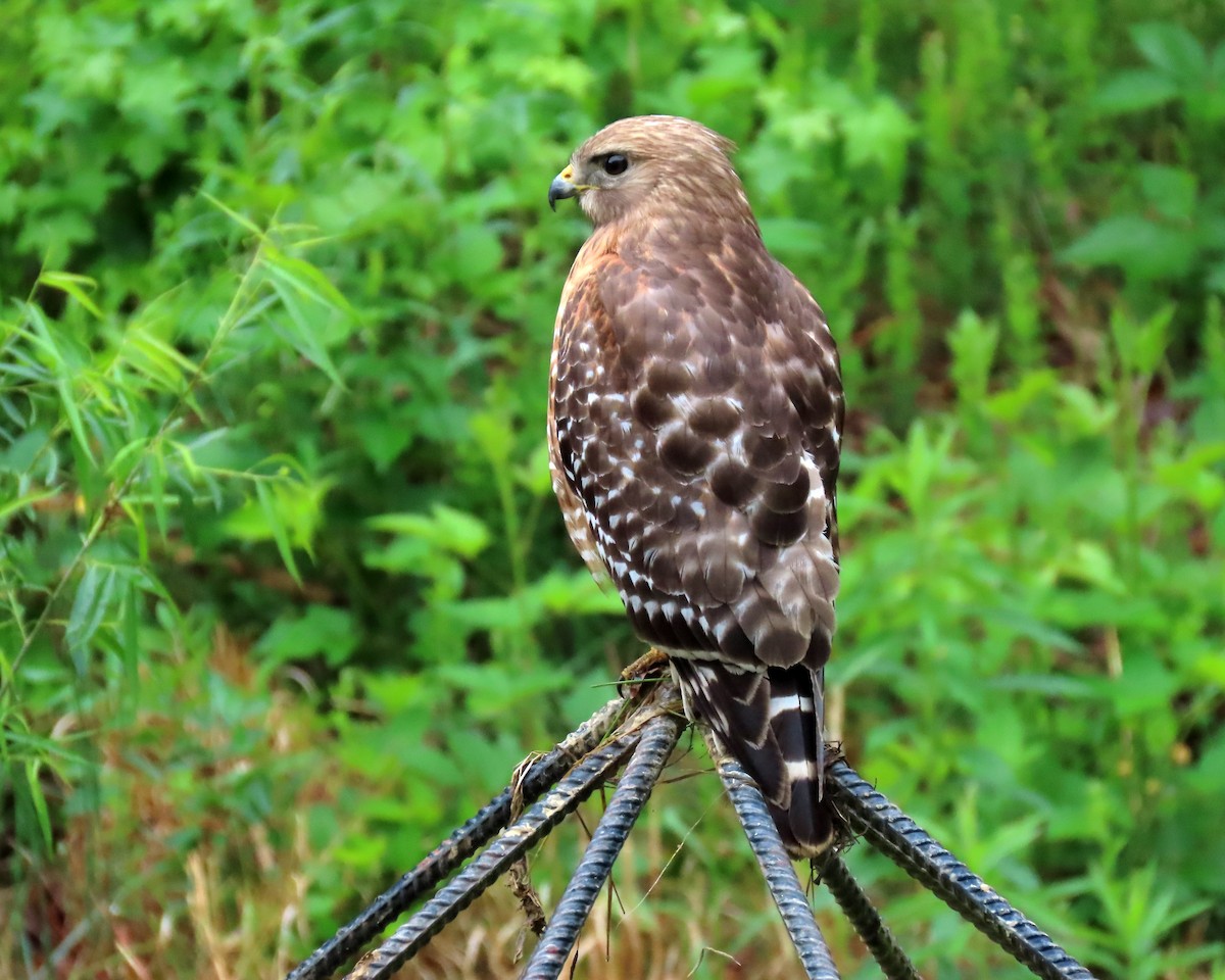 Red-shouldered Hawk - Karen Hogan