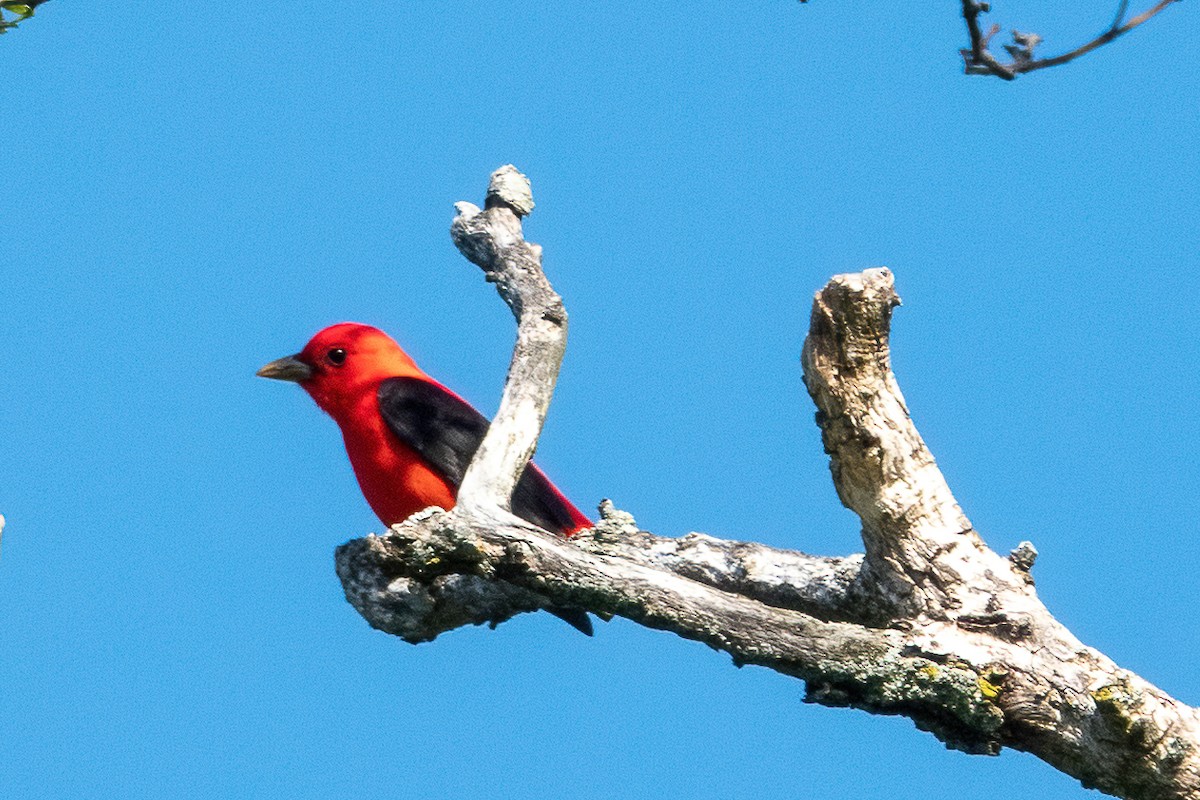 Scarlet Tanager - ML338767911