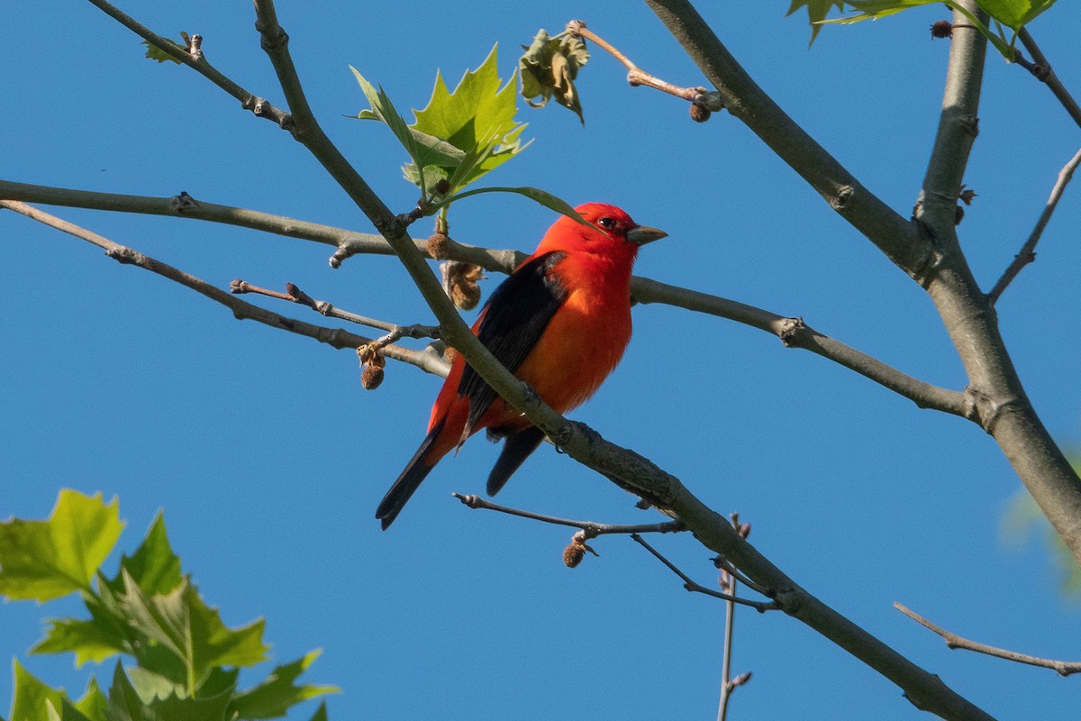Scarlet Tanager - ML338768001