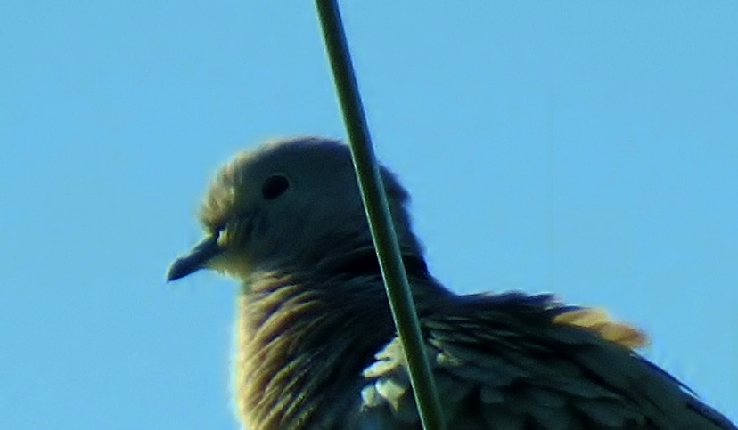 Eurasian Collared-Dove - ML338768991