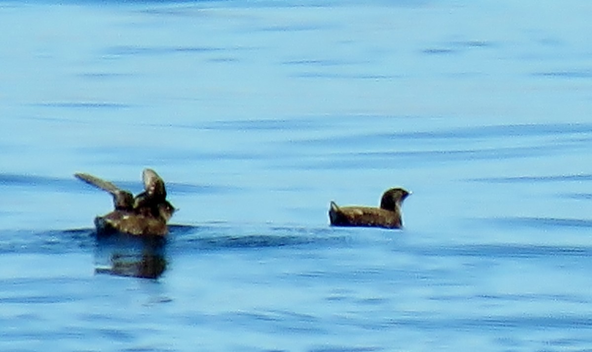 Marbled Murrelet - ML338769171