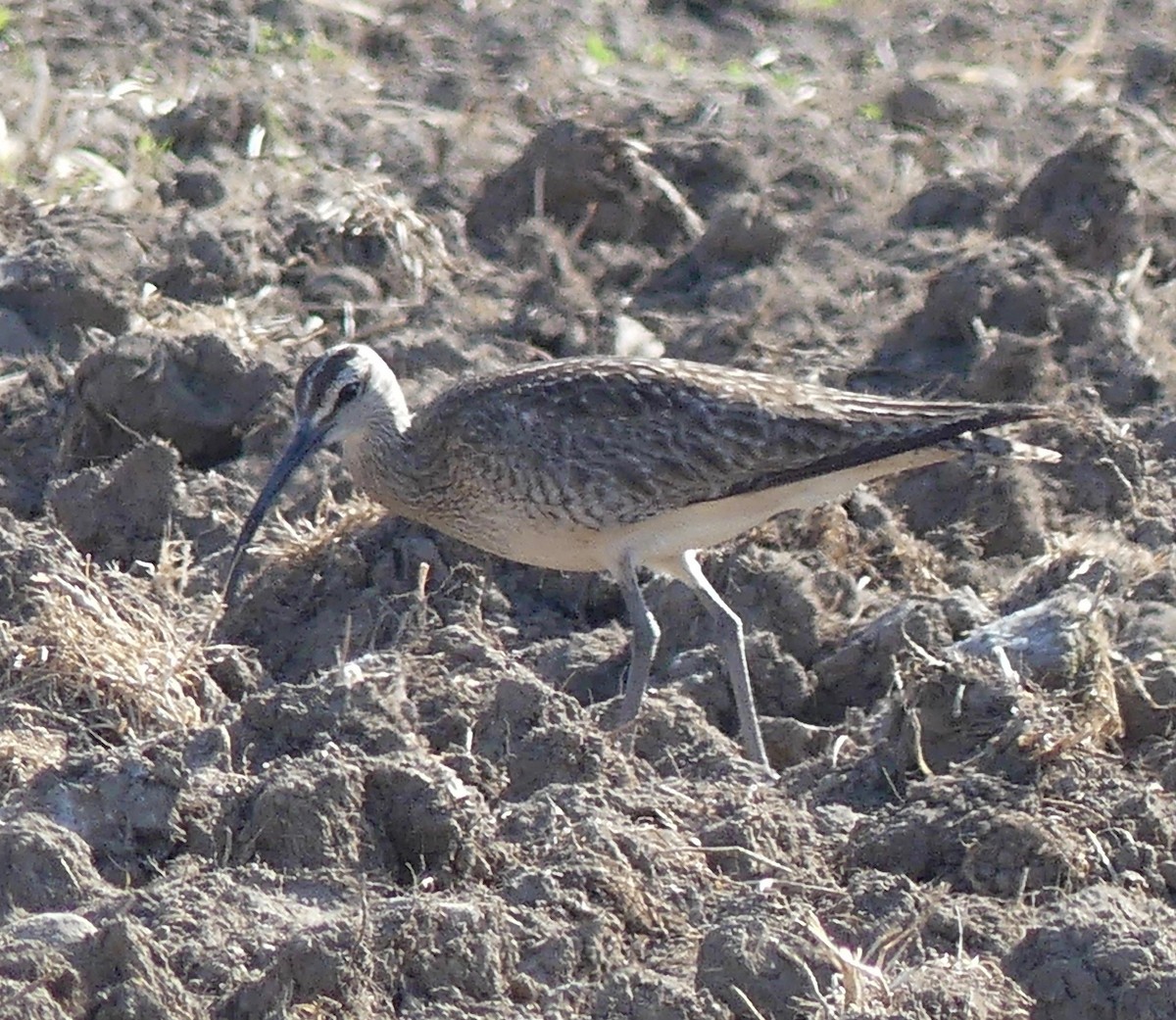 Hudsonian Whimbrel - ML338769771