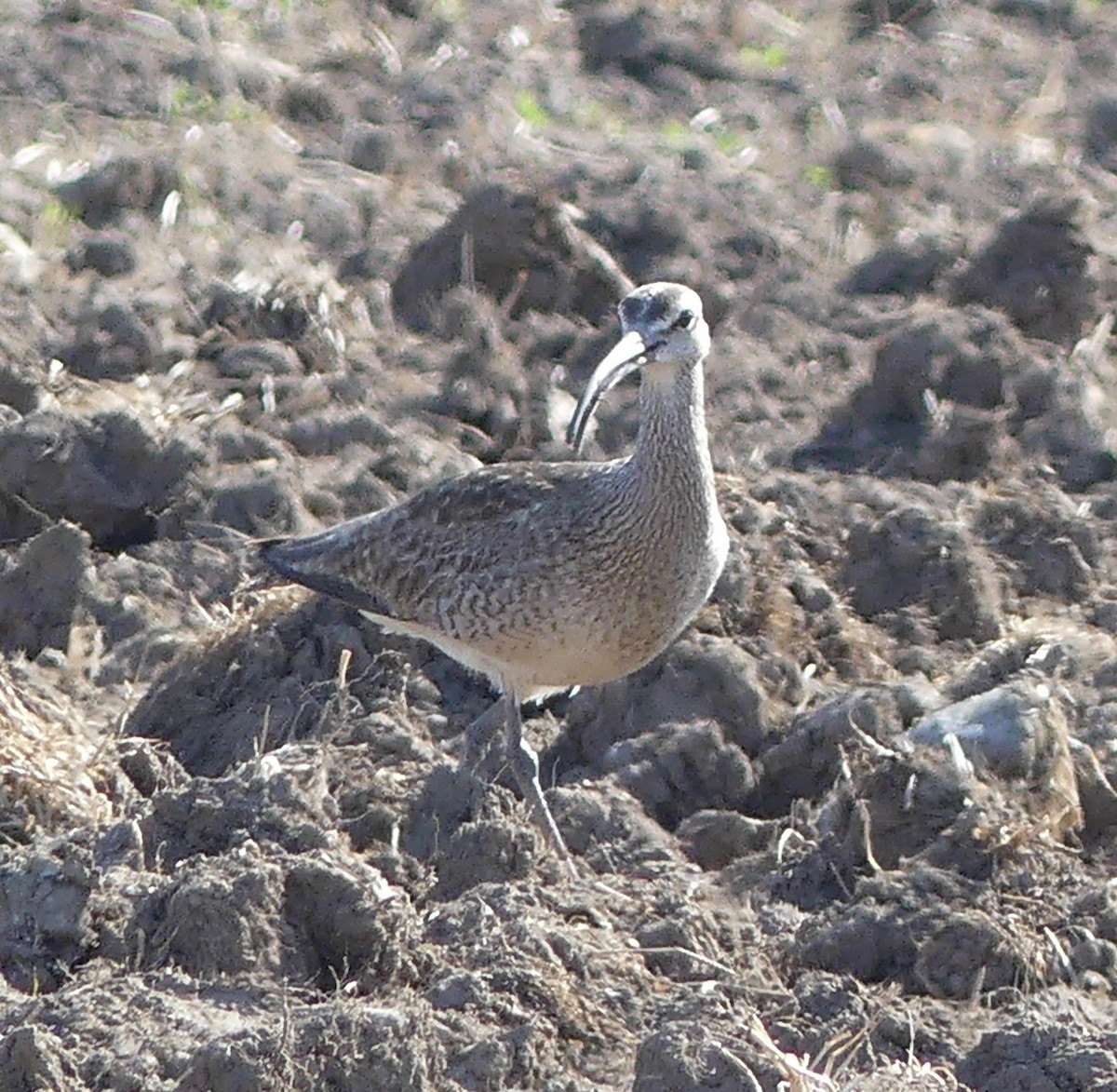 Hudsonian Whimbrel - ML338770141