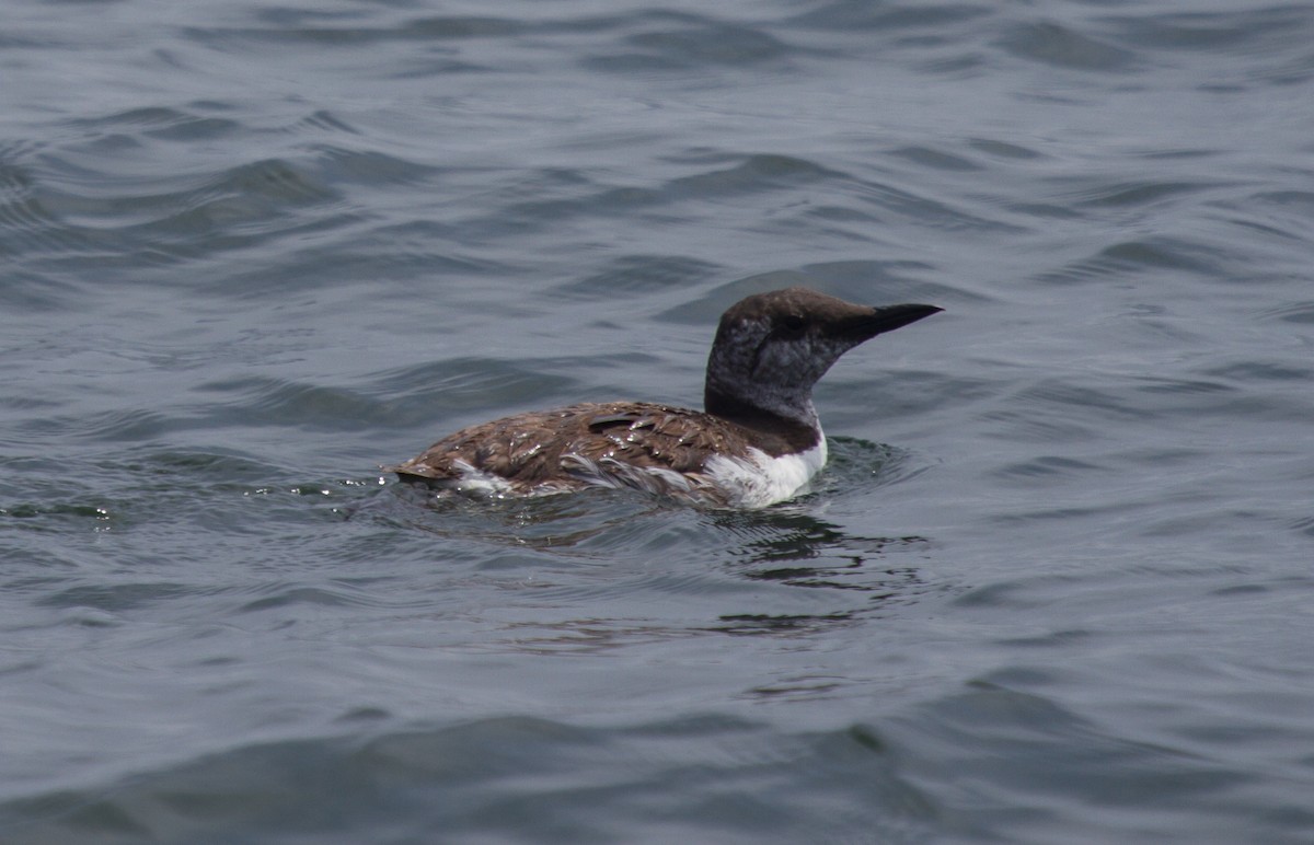 Common Murre - Griffin Richards