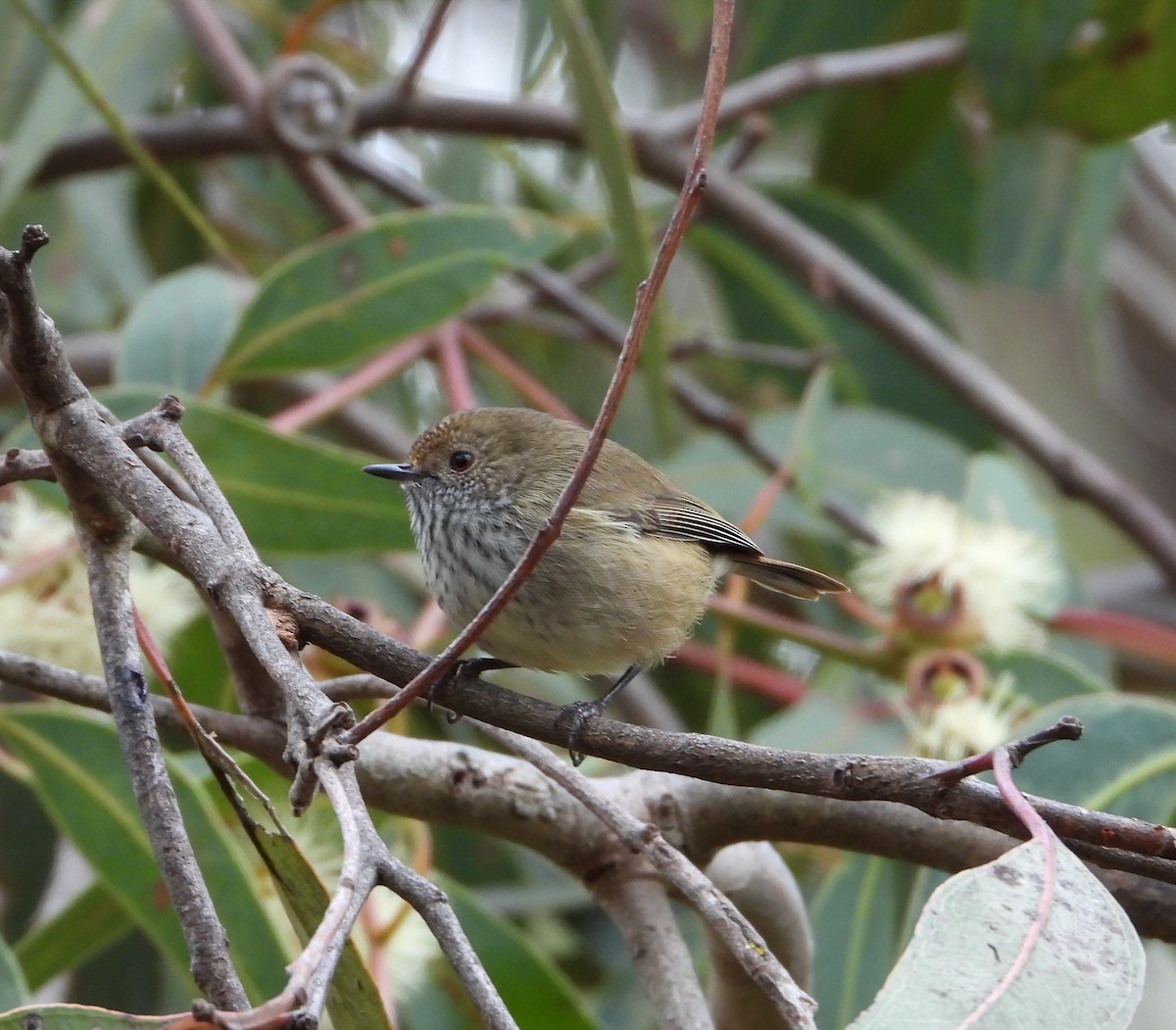 Brown Thornbill - ML338771871