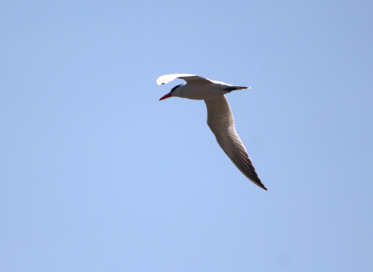 Caspian Tern - ML338771901