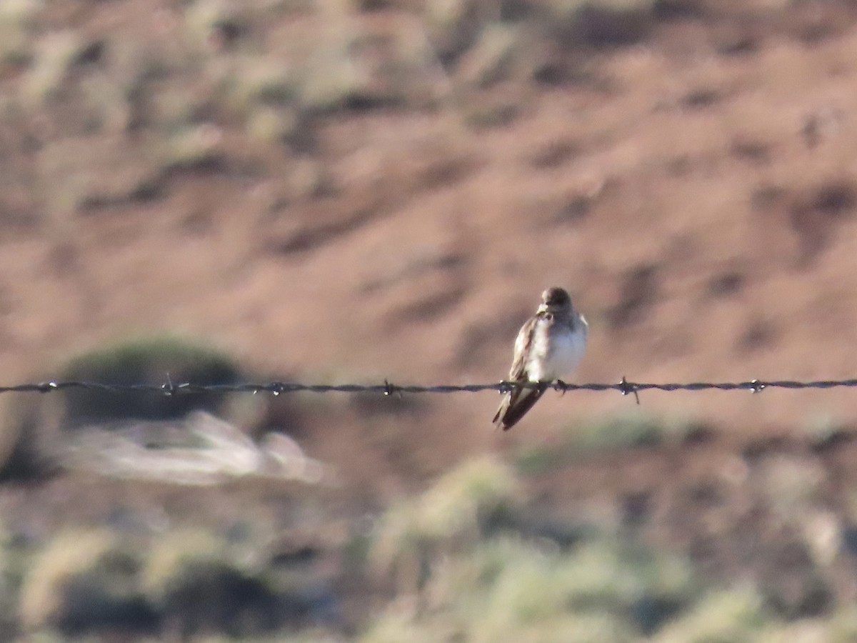 Northern Rough-winged Swallow - ML338772221