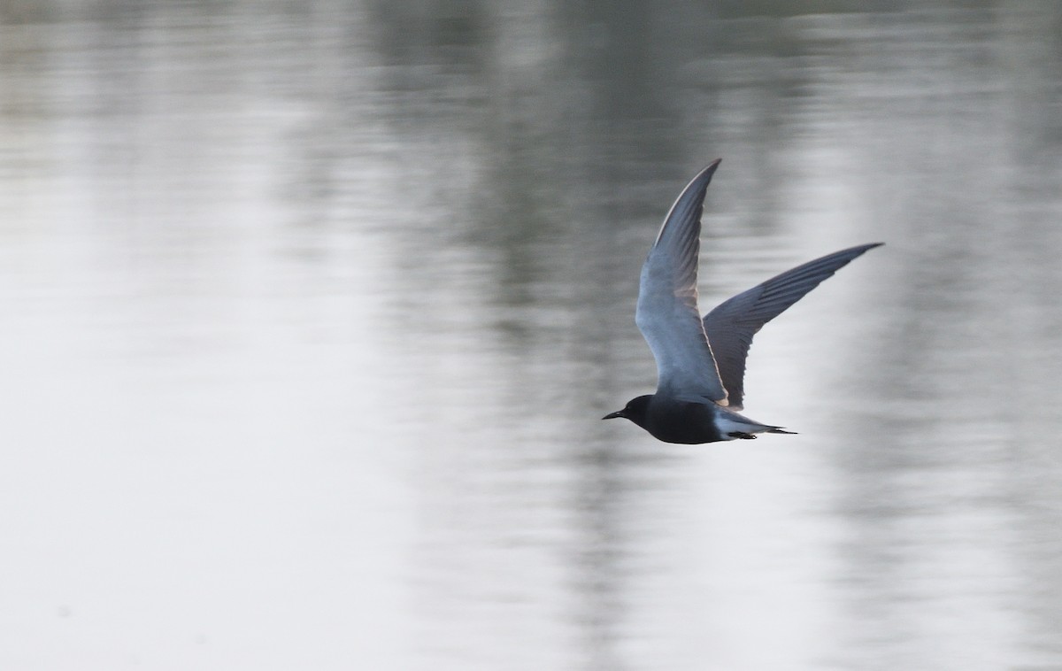 Black Tern - Matthew Garvin