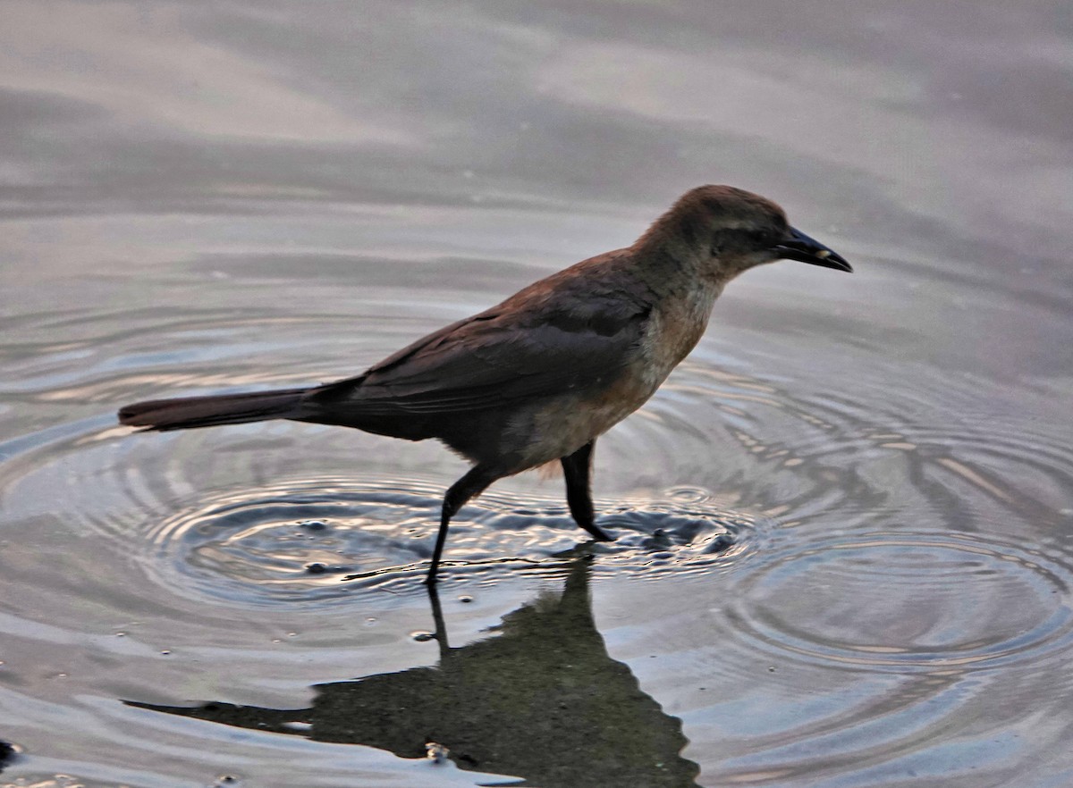 Boat-tailed Grackle - ML338772811