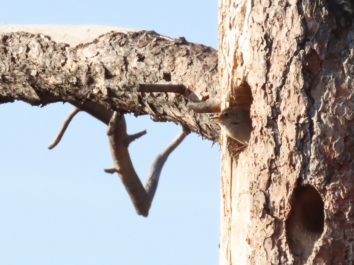 Northern House Wren - ML338772831