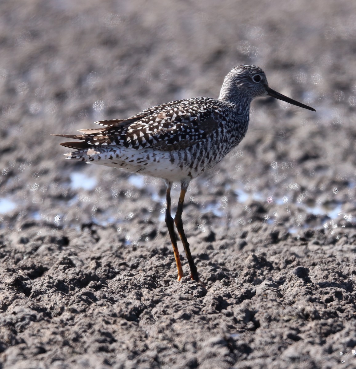 Greater Yellowlegs - ML338774531