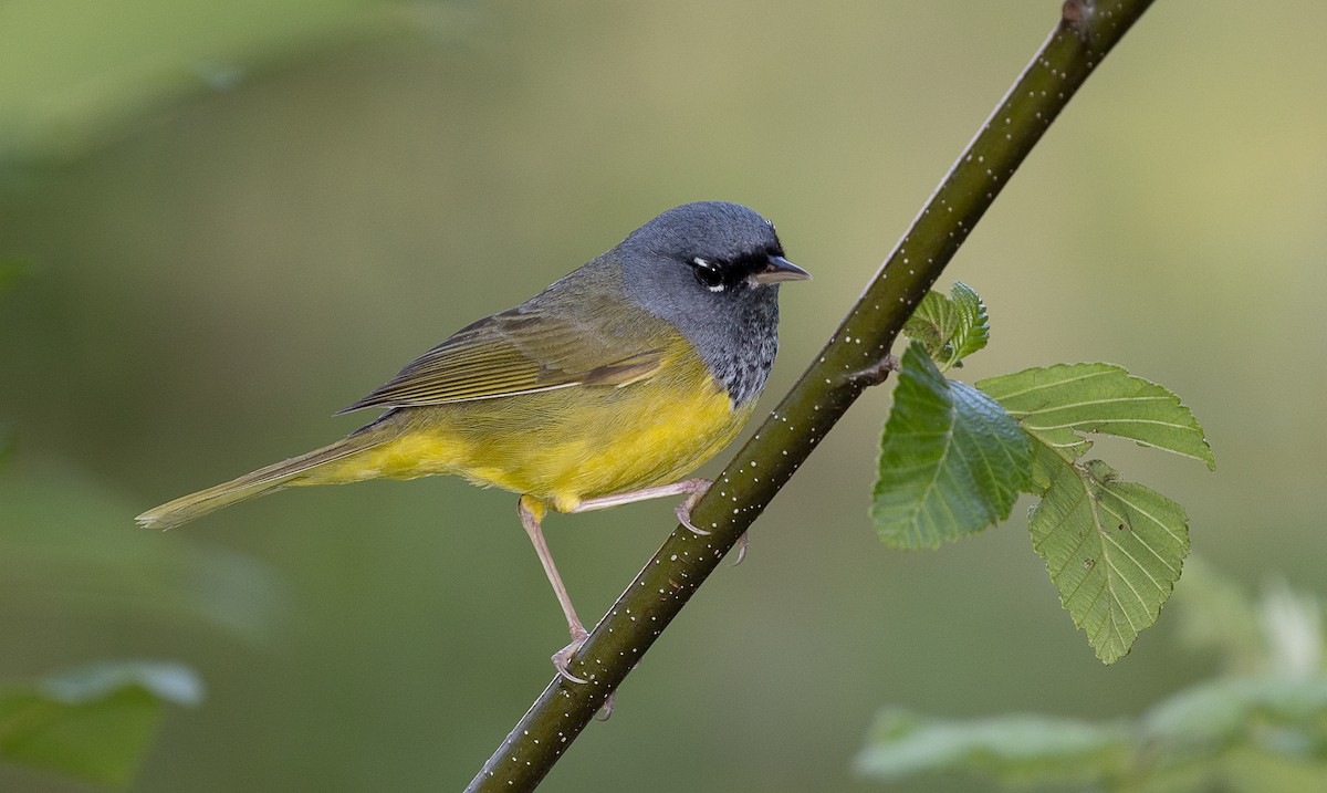 MacGillivray's Warbler - ML338775731