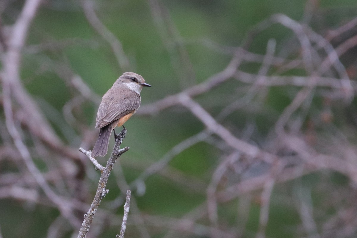 Vermilion Flycatcher - Martina Nordstrand