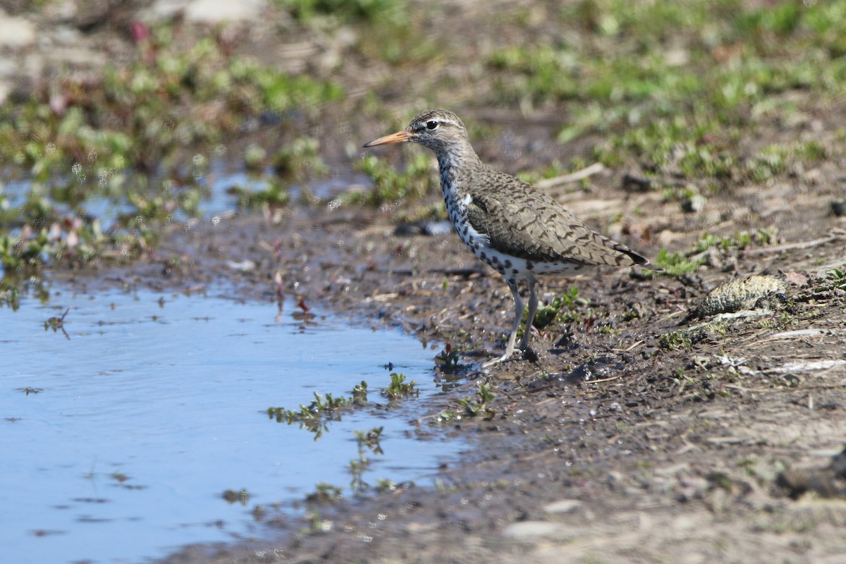 Spotted Sandpiper - ML338777871