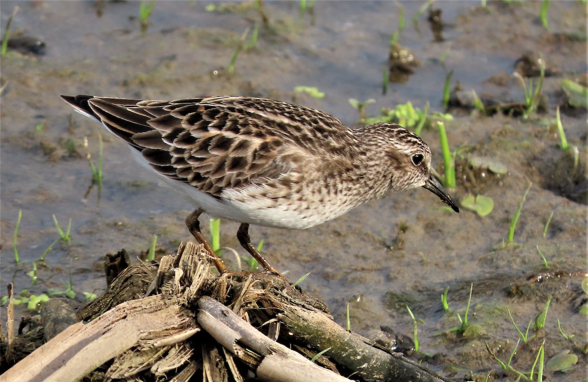 pygmésnipe - ML338777981