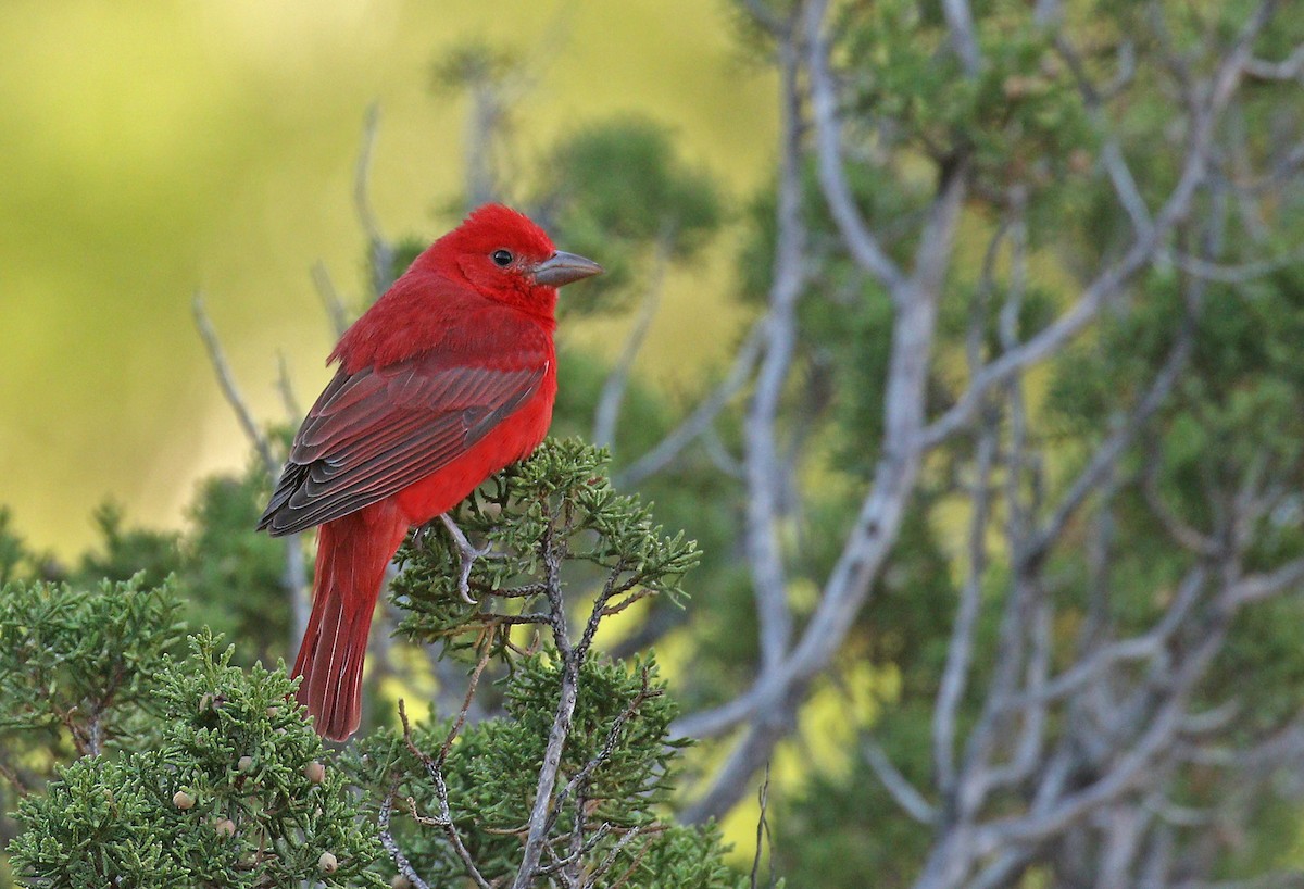 Summer Tanager - ML338779001