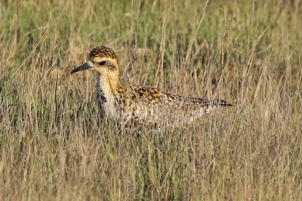 Pacific Golden-Plover - Dianna Lieter