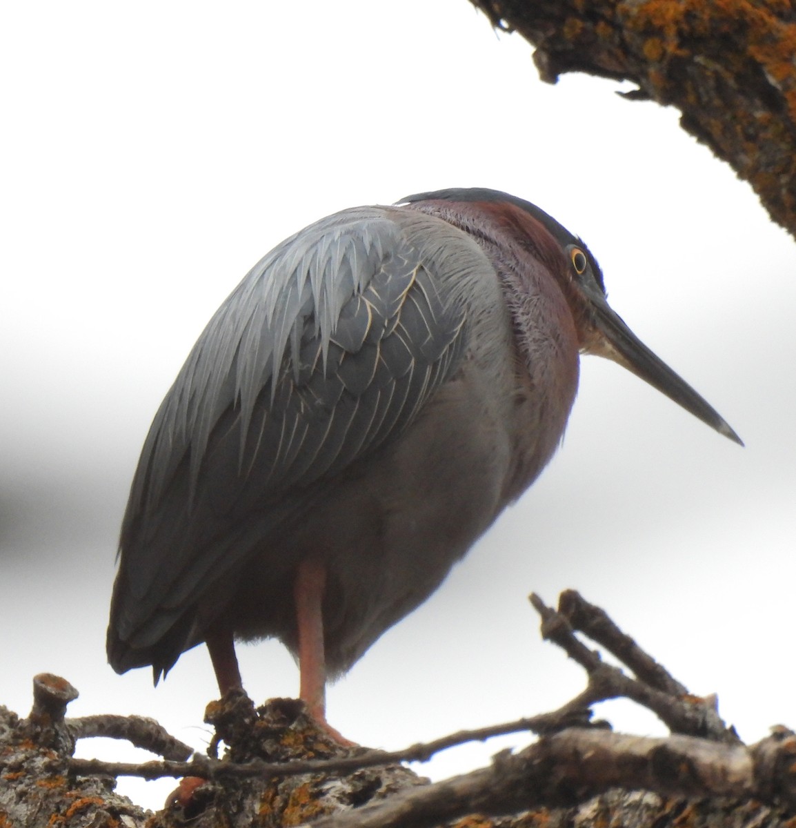 Green Heron - Marlene Waldron