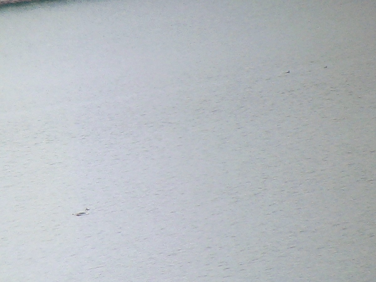 phalarope sp. - ML33878111