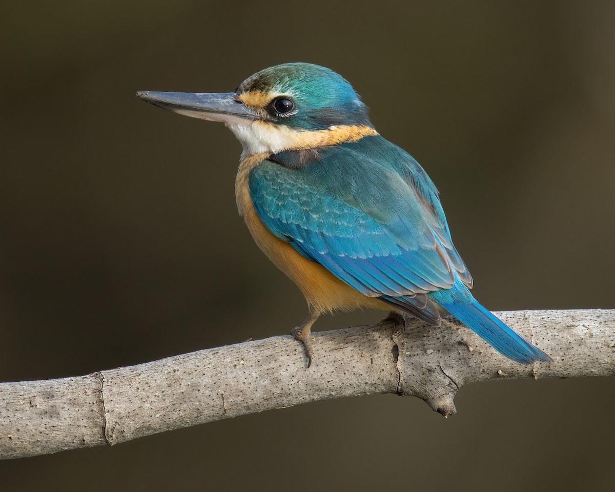 Sacred Kingfisher - ML338783181