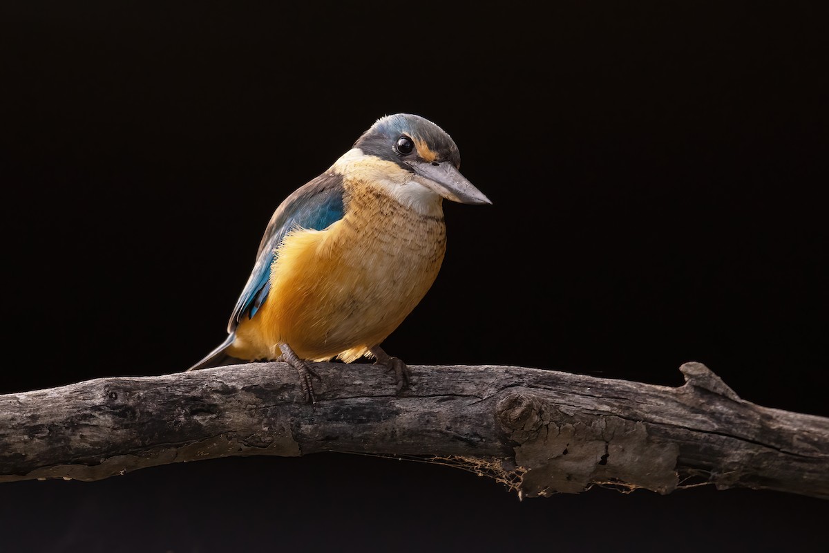 Sacred Kingfisher - ML338783251