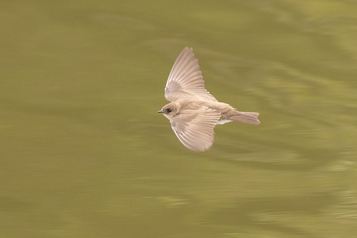 Northern Rough-winged Swallow - ML338783271