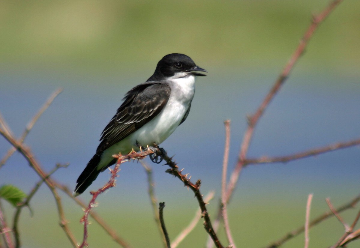 Eastern Kingbird - Joel Swanstrom