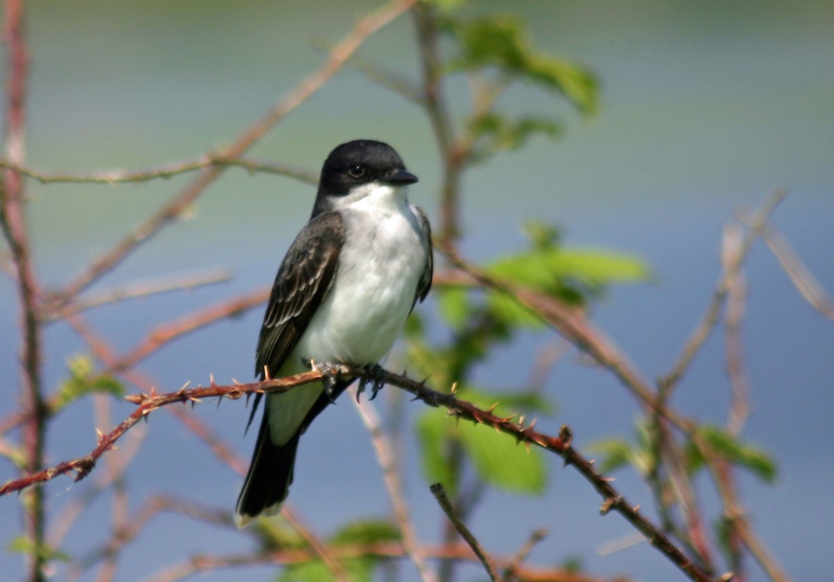 Eastern Kingbird - Joel Swanstrom