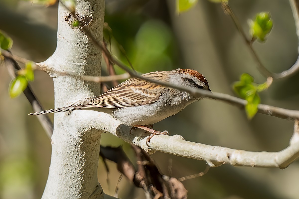 Chipping Sparrow - ML338784341