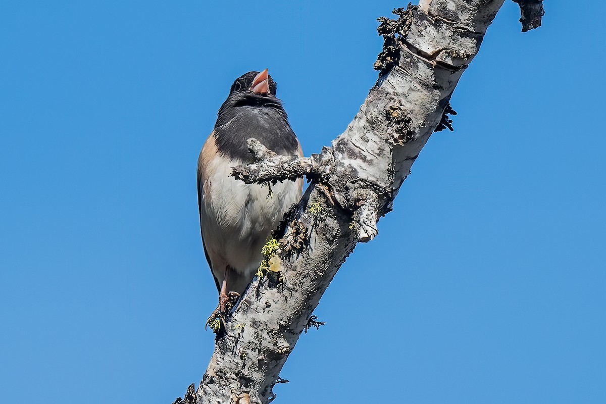 Dark-eyed Junco (Oregon) - ML338784401