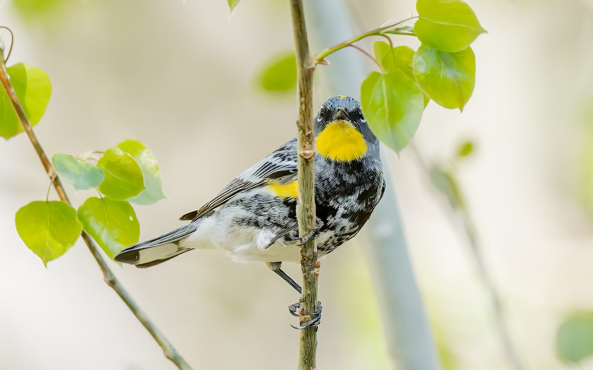 Yellow-rumped Warbler (Audubon's) - ML338784571