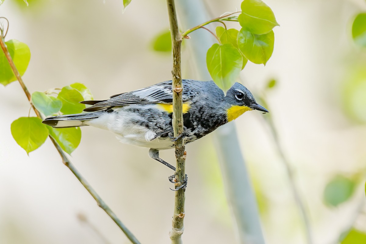 Yellow-rumped Warbler (Audubon's) - ML338784781