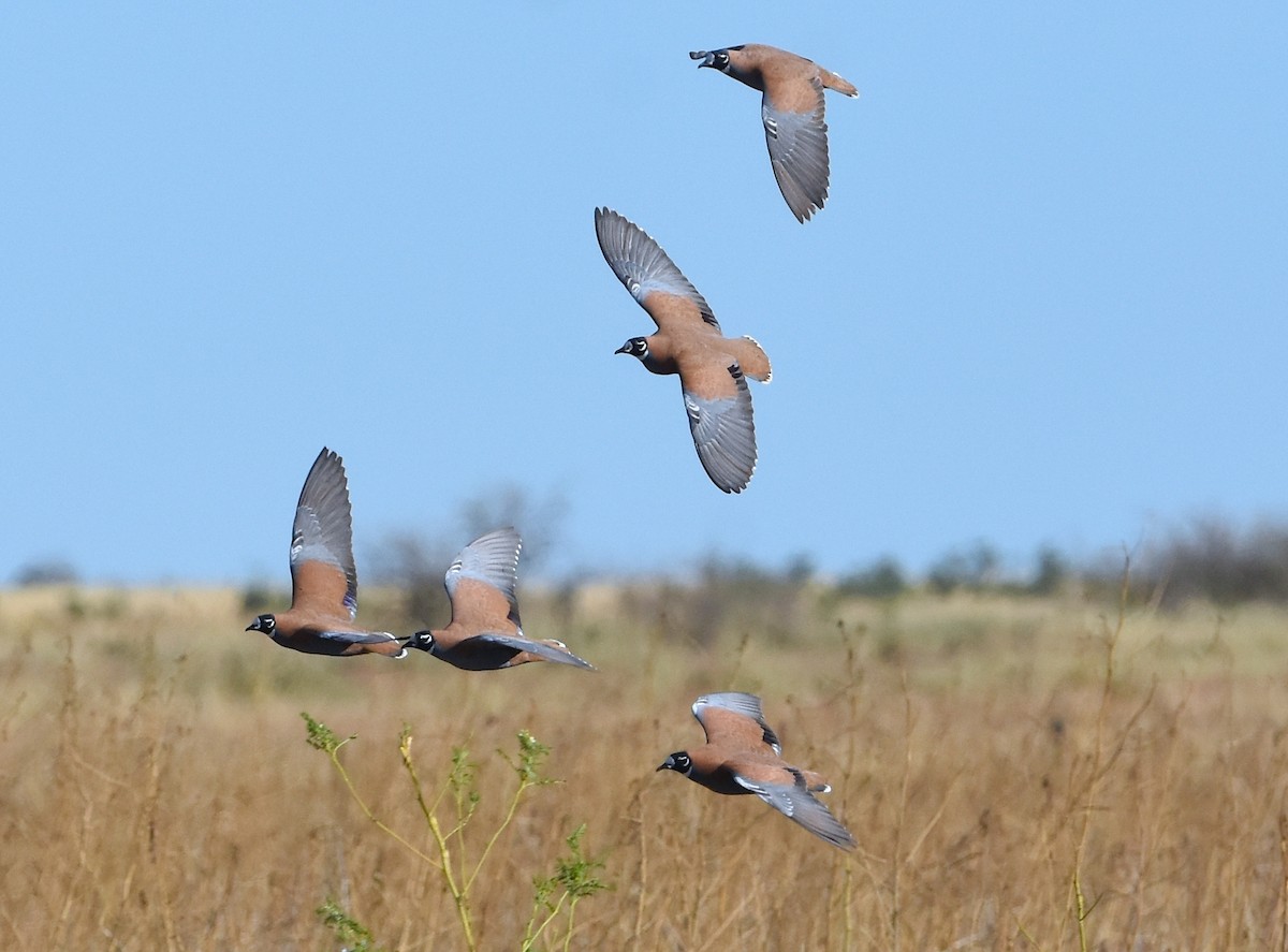 Flock Bronzewing - Peter Valentine